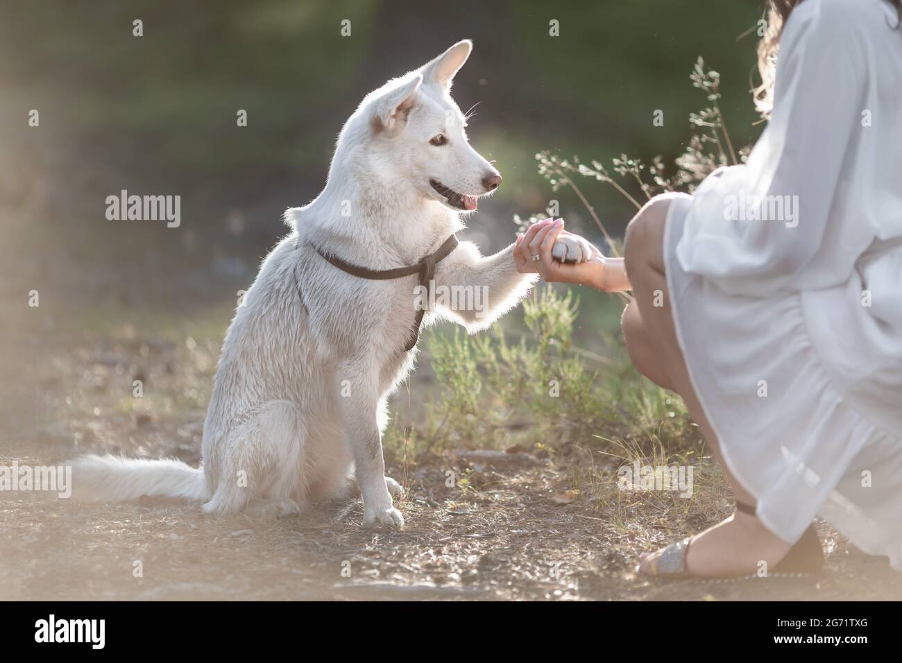 Weißer Mongralhund, der der menschlichen Hand Pfote in der Natur gibt Stockfoto