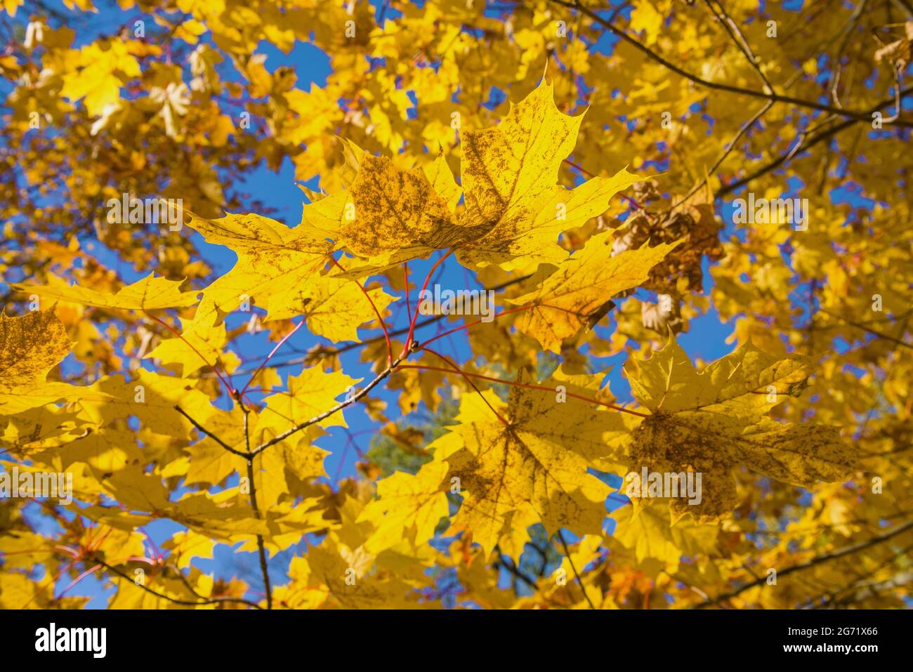 Der gelbe Herbst zieht sich an einem sonnigen Tag gegen den blauen Himmel Stockfoto