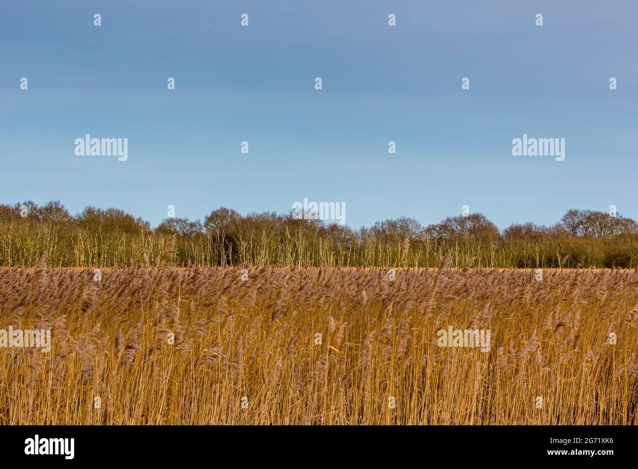 Norfolk Schilf gekrönt von fernen Bäumen bei Hickling Broad, Norfolk Stockfoto