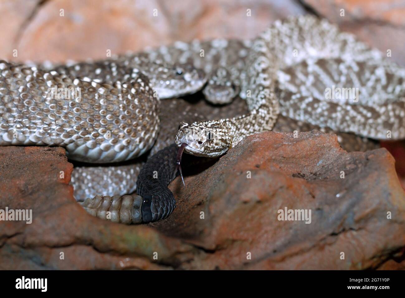 Urakoanische Klapperschlange Nahaufnahme ( Crotalus vebandis ) Stockfoto