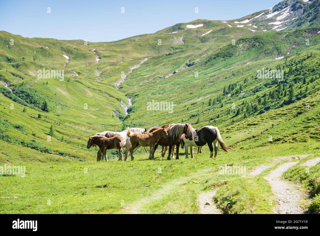 Eine Herde von Pferden - Pferd, Fohlen, Stute grasen auf einer alpinen Wiese am Fuße eines hohen Berges mit stille Schnee. Erwachsene Pferde schützen Fohlen Stockfoto