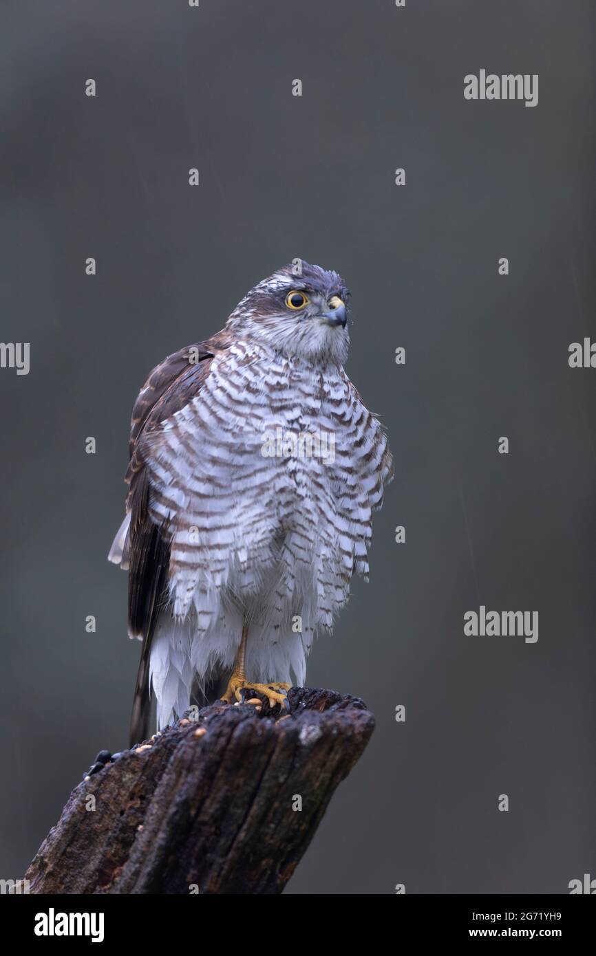 Europäischer Sparrowhawk Accipiter nisus aus der Nähe Stockfoto