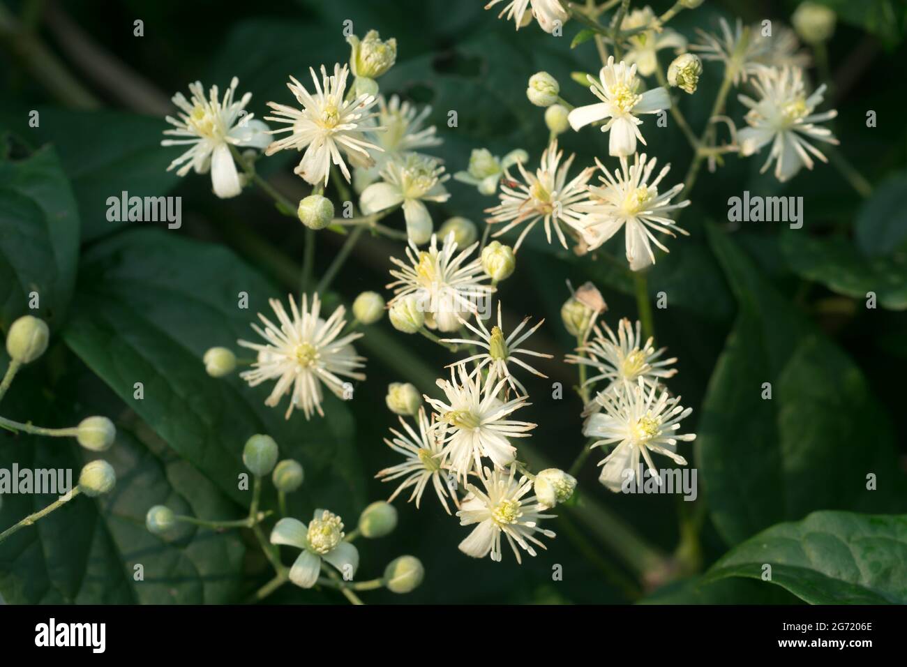 Clematis vitalba, die weißen Blumen von Traveller's Joy Nahaufnahme selektiver Fokus Stockfoto