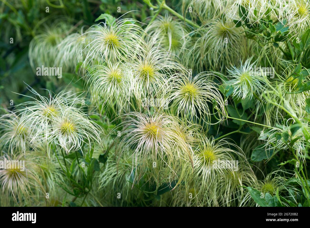 Clematis vitalba, die weißen Blumen von Traveller's Joy Nahaufnahme selektiver Fokus Stockfoto