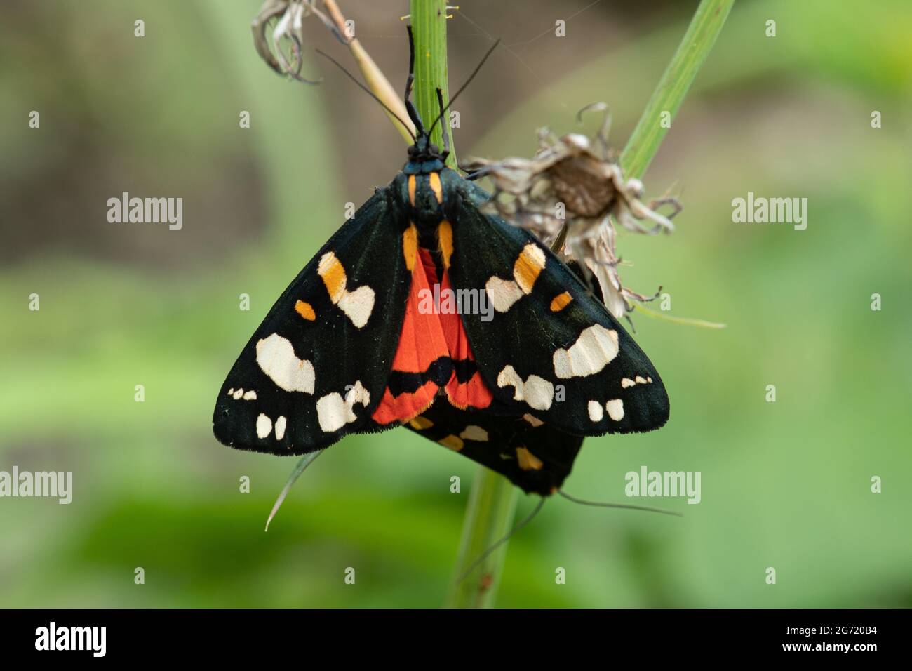 Scharlachrote Tiger-Motten (Callimorpha dominula), Paarungspaar, Großbritannien, im Sommer Stockfoto