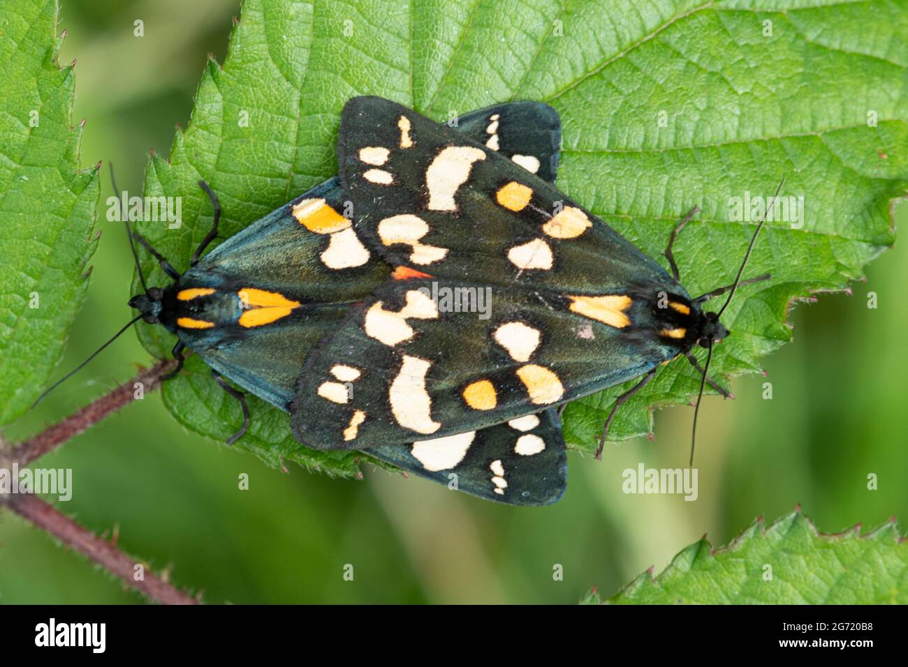 Scharlachrote Tiger-Motten (Callimorpha dominula), Paarungspaar, Großbritannien, im Sommer Stockfoto