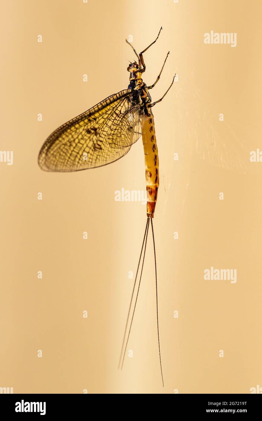 Mayfly (Ephemera danica) auf Glas Stockfoto