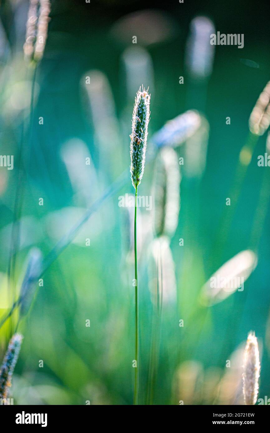 Timothy Grass (Phleum pratense), verantwortlich für viel Heuschnupfen leiden Stockfoto