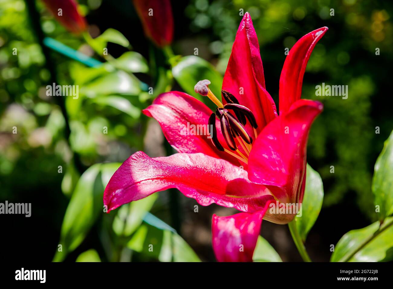 Rote Tigerlilie isoliert auf Naturhintergrund. Volle Blüte von tiefroten asiatischen Lilie im Blumengarten. Sonnige weather.selective Fokus Stockfoto