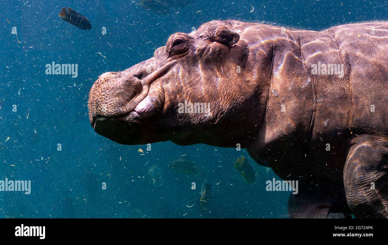Porträt eines unter Wasser schwimmenden Nilpferdes Stockfoto