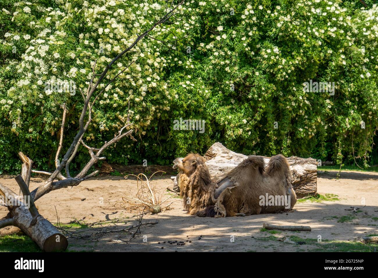 Kamel liegt auf dem Boden unter blühenden Bäumen Stockfoto