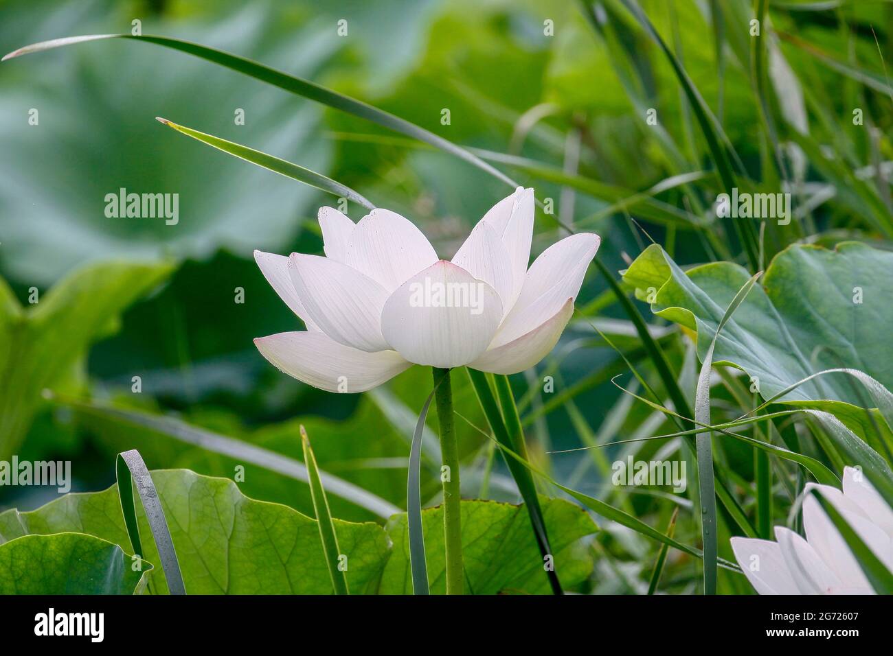 10. Juli 2021-Sangju, Südkorea-EIN Blick auf den farbenfrohen Lotus und den breiten Stausee am Gonggeomji Stausee in Sangju, Südkorea. Gonggeomji Reservoir ist ein Bewässerungsreservoir verwendet Gießen der Reisfelder. Es wird vermutet, dass es zuerst während der Foto-drei Königreiche Periode (1. Jahrhundert v. Chr.-4. Jahrhundert n. Chr.) gebaut wurde und dann im Jahr 1195 von dem örtlichen Magistrat Choe Jeong-bin in einen großen Stausee aufgewendet wurde. Stockfoto