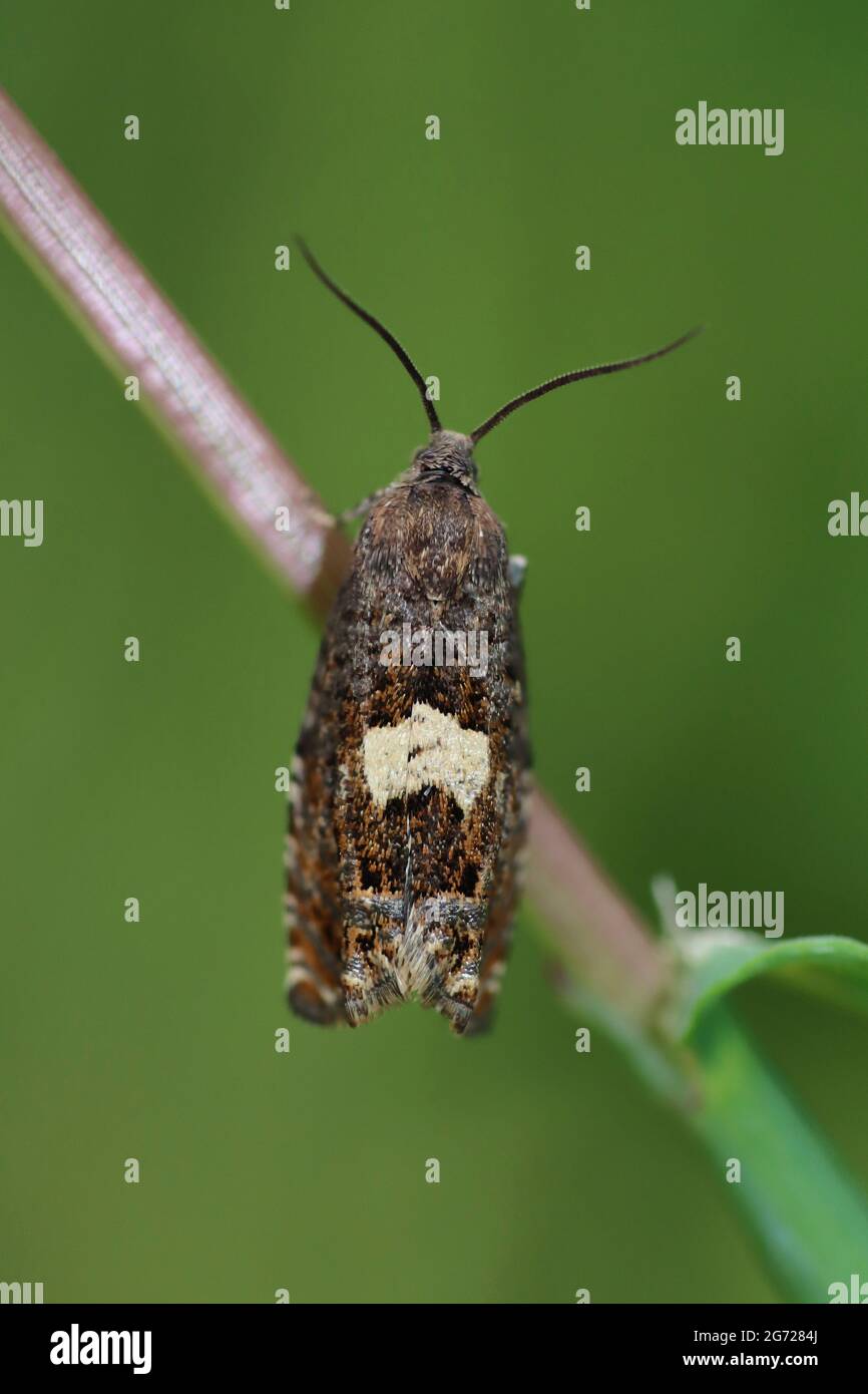 Dichrorampha sequana (Vierkant-Bohrer) - ein Mikromotte Stockfoto