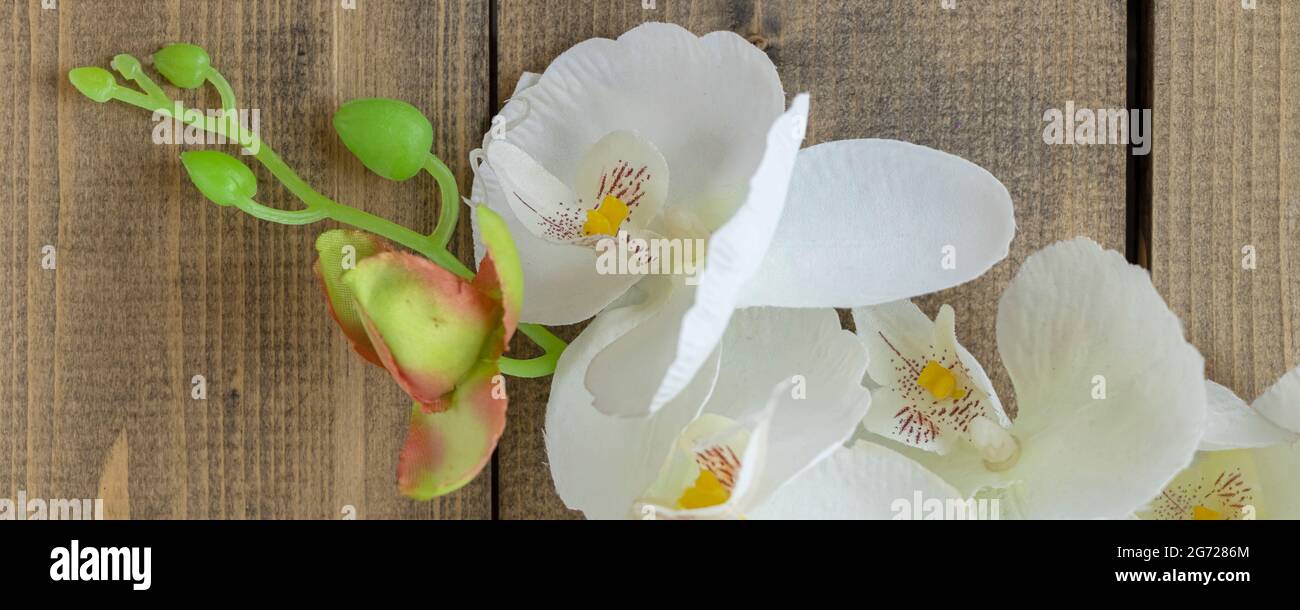 Banner mit Nahaufnahme weiße Orchidee auf Holzhintergrund. Gefälschte weiße Blume. Kopierraum. Weicher Fokus Stockfoto