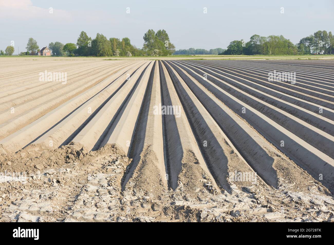 Im Frühling stehen auf einem sandigen landwirtschaftlichen Feld tote, gerade Furchen. Stockfoto