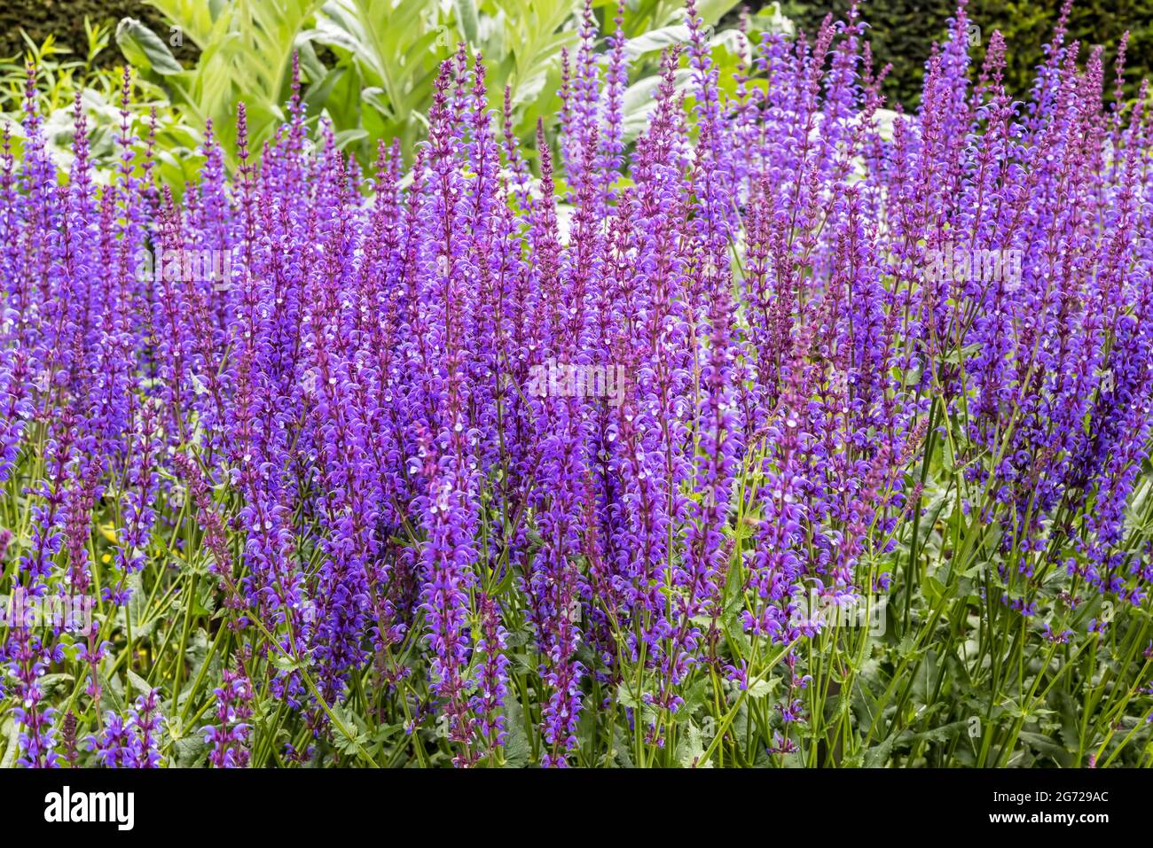 Hohe lila Salvia blühende Pflanzen in einem Garten Grenze. Stockfoto