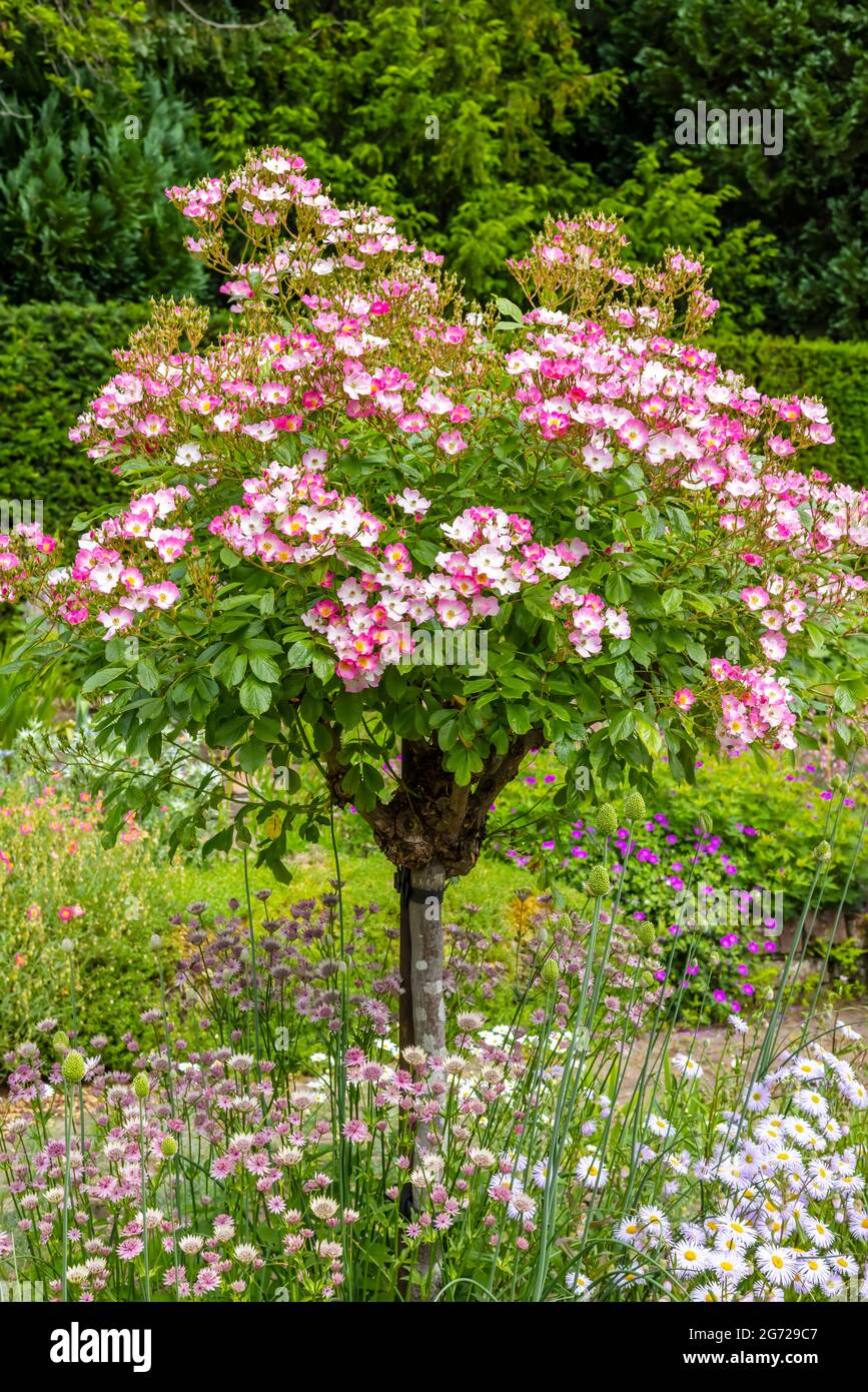 Kleiner blühender rosa und weißer Rosenbaum in einem Garten krautiger Rand. Stockfoto