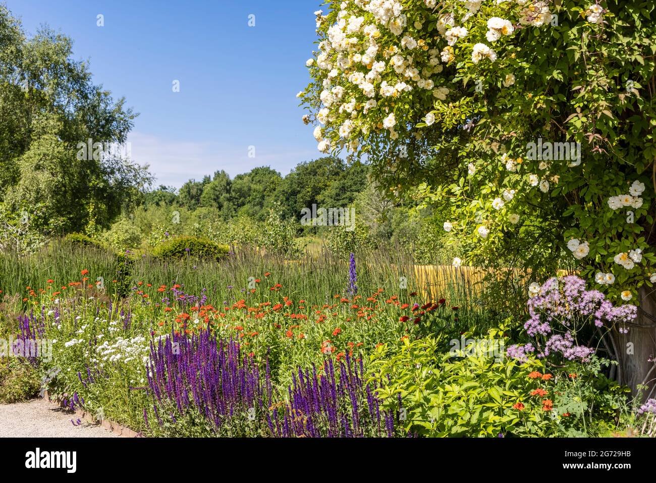 Krautige Grenze mit violetten, weißen und orangen Blüten auch große wandernde weiße Rosenstrauch. Stockfoto