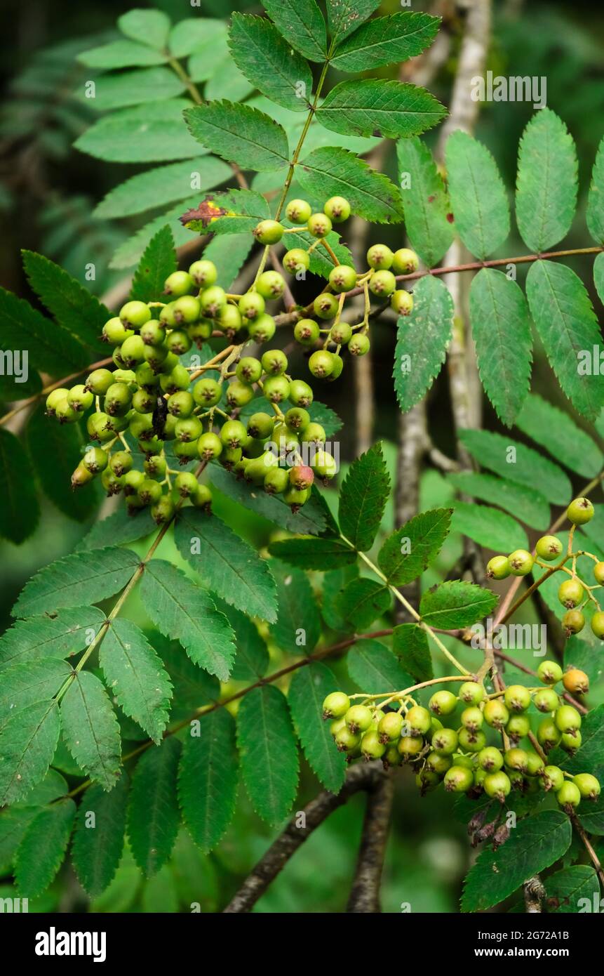 Sorbus aucuparia, bekannt als Eberesche oder Bergasche Strauch mit