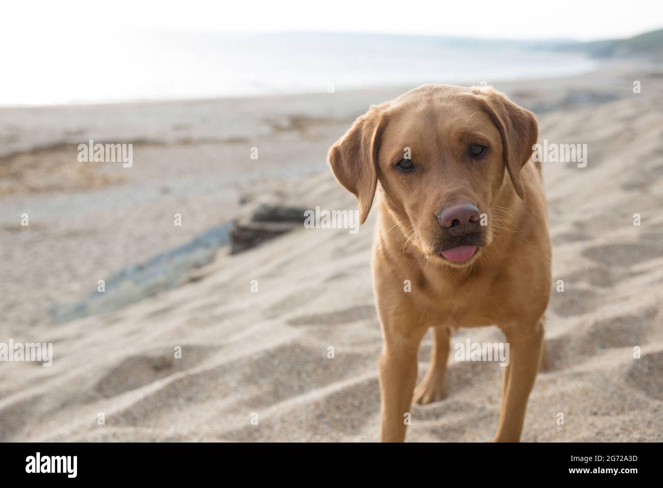 Ein Fuchsroter oder gelber labrador Retriever Hund, der bei Sonnenuntergang gesund und fit an einem kornischen Strand aussieht Stockfoto