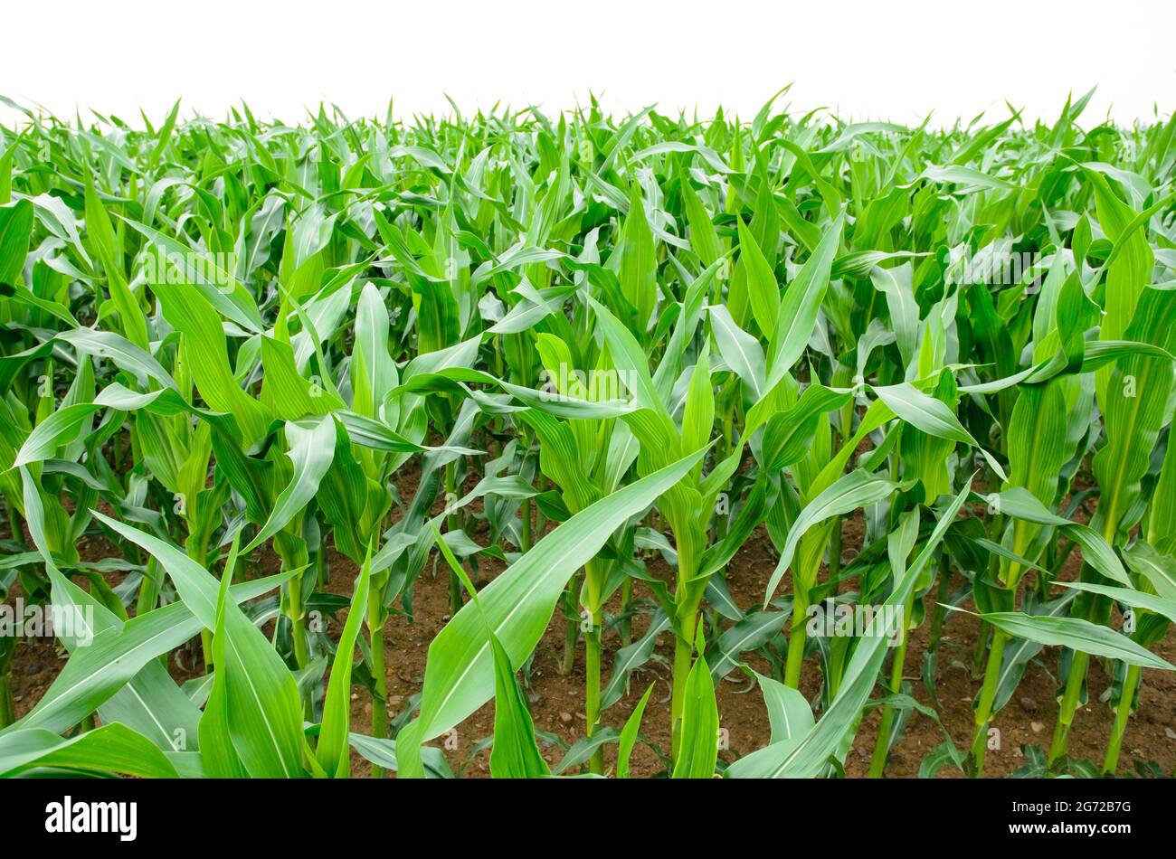 Maisfeld mit Maispflanzen (Zea mays), wächst in einem landwirtschaftlichen Feld auf dem Land in Deutschland, Europa Stockfoto