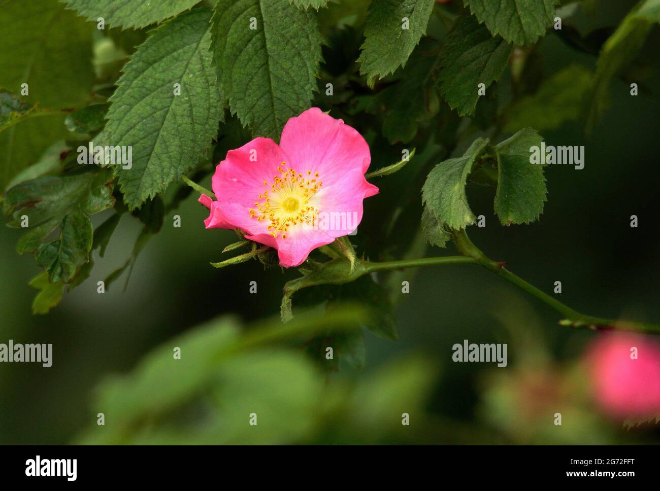 Wilde Rose Stockfotografie - Alamy