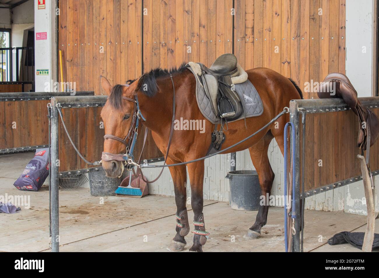 Pferd für einen Ausritt vorbereitet Stockfoto