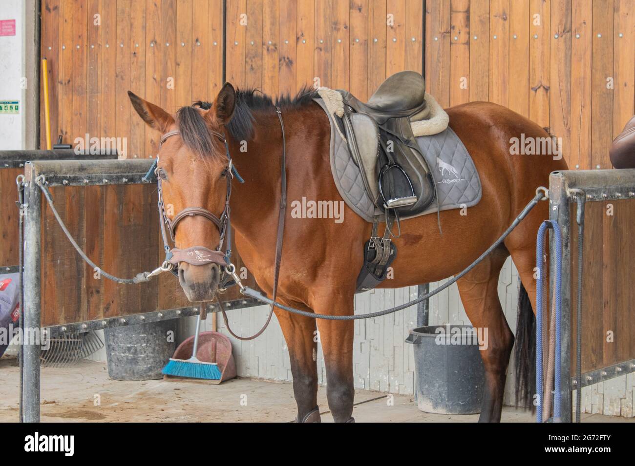Pferd für einen Ausritt vorbereitet Stockfoto