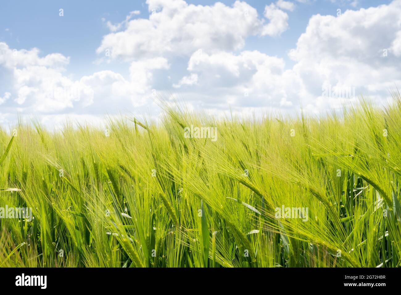 Felder der Gerste Stockfoto