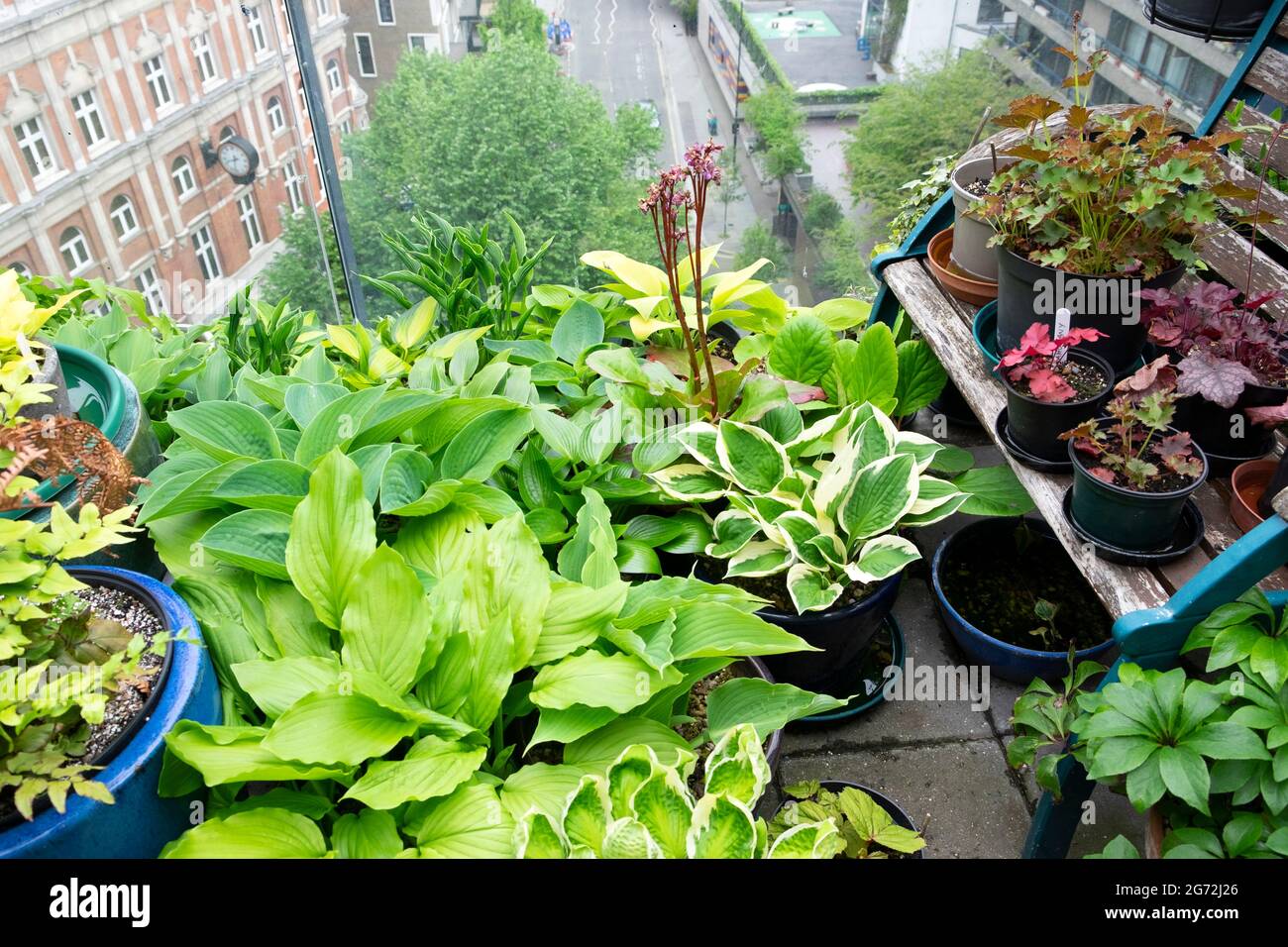 Hostas wachsen in einer Gruppe von Töpfen auf einem hohen Barbican Estate Flachdach Garten Dachgarten Balkon im Sommer in der City of London UK KATHY DEWITT gruppiert Stockfoto