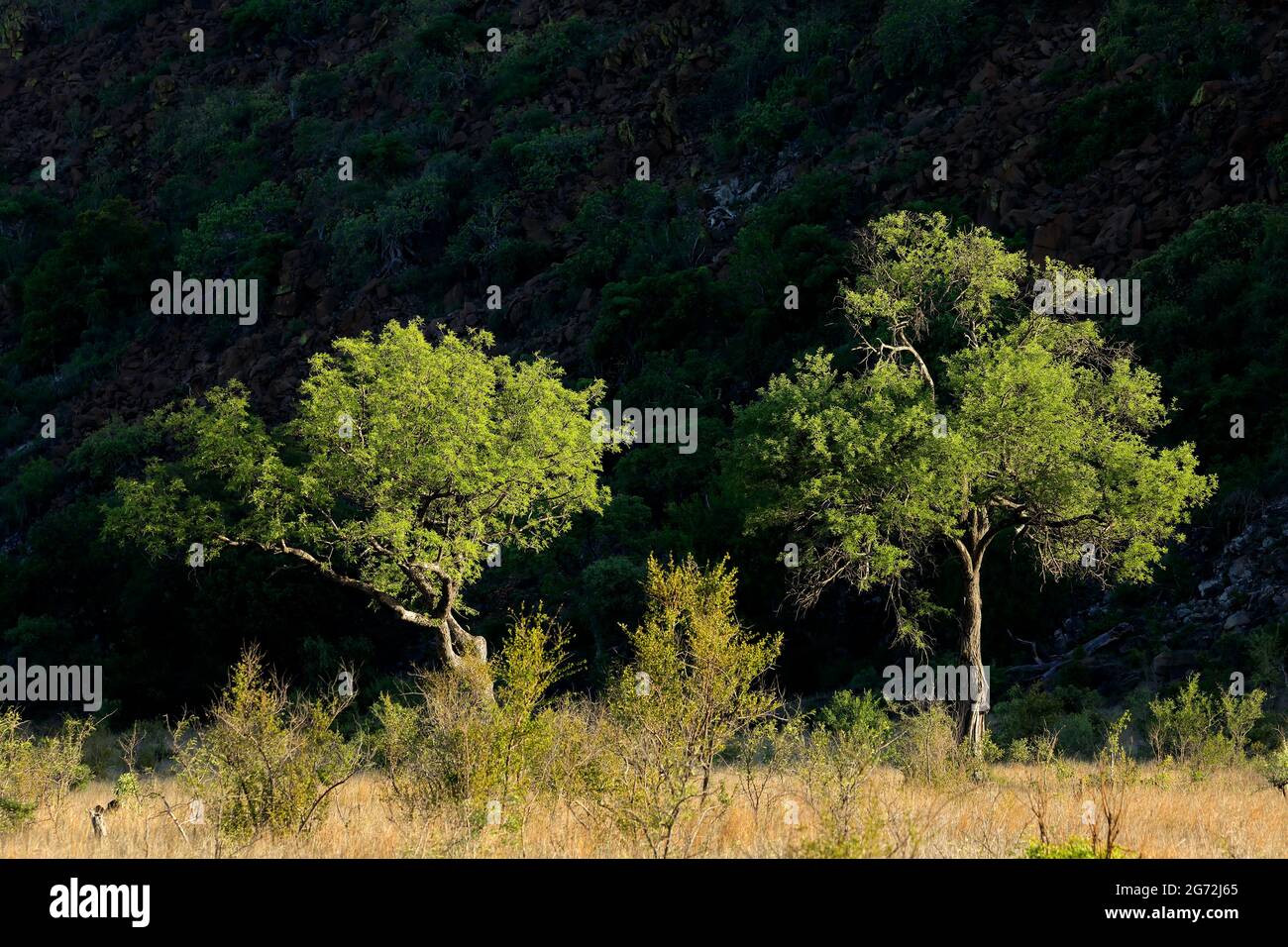 Afrikanische Savannenbäume vor schattigem Hintergrund, Kruger National Park, Südafrika Stockfoto