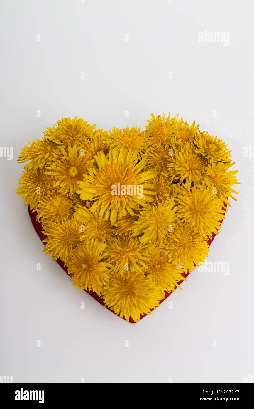 Der gelbe Dandelion blüht in Herzform. Stockfoto