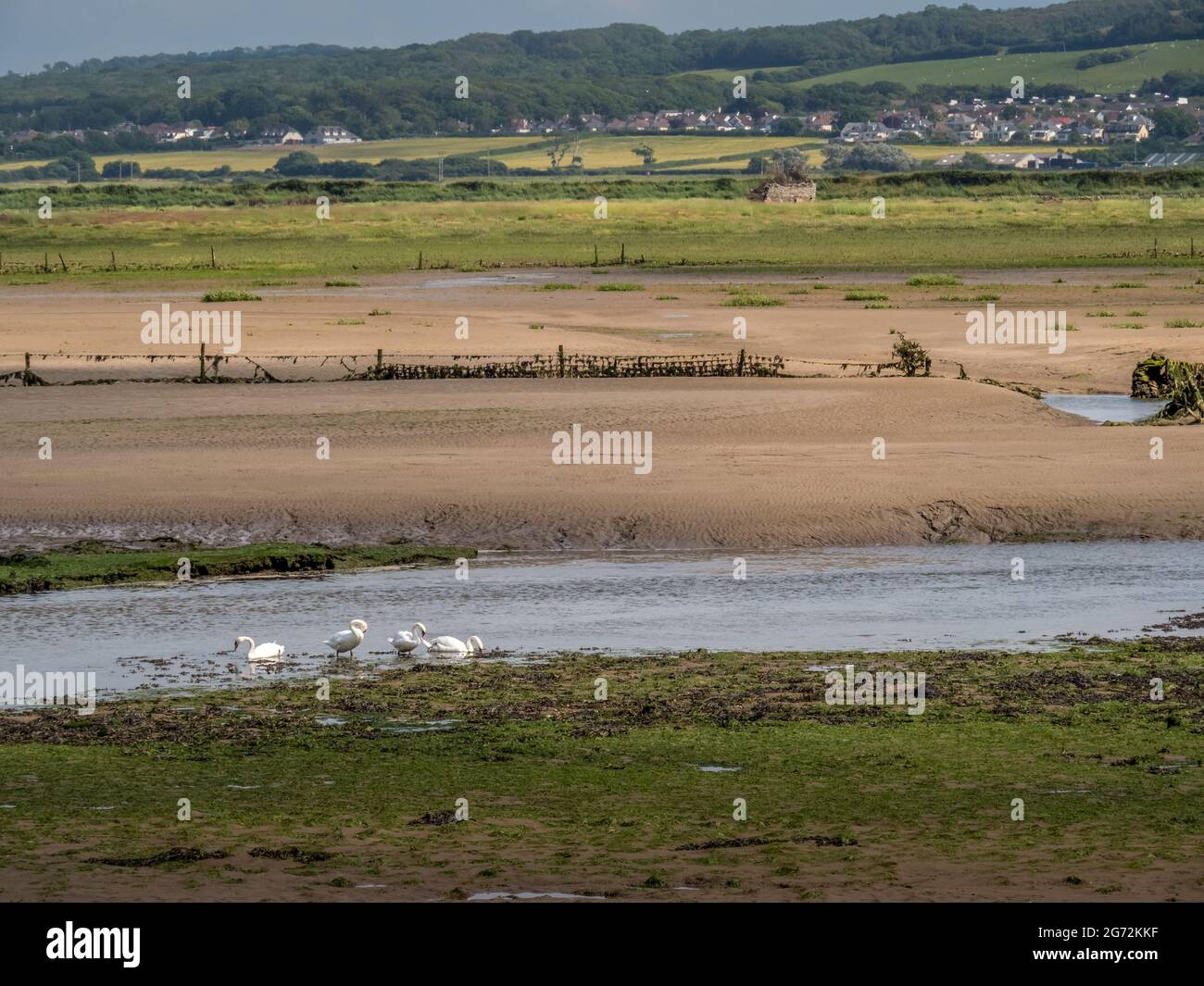 Blick über Horsey Island, Braunton Marsh, Devon, Großbritannien bei Ebbe, Foto aufgenommen vom South West Coastal Path. Stockfoto