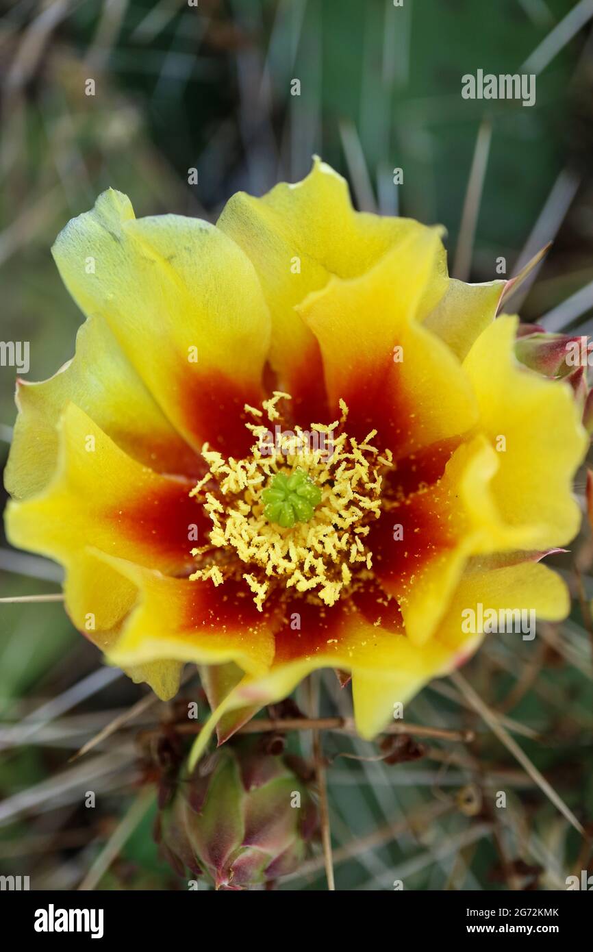 Kaktusblüte mit zarten Blütenblättern und Knospen, Kaktusblüte mit gelben - roten Blütenblättern und weißen Staubgefäßen, Kaktus mit Dornen, Schönheit in der Natur, blumig Stockfoto