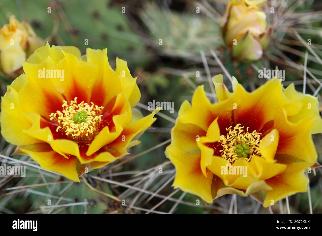Kaktusblüte mit zarten Blütenblättern und Knospen, Kaktusblüte mit gelben - roten Blütenblättern und weißen Staubgefäßen, Kaktus mit Dornen, Schönheit in der Natur, blumig Stockfoto
