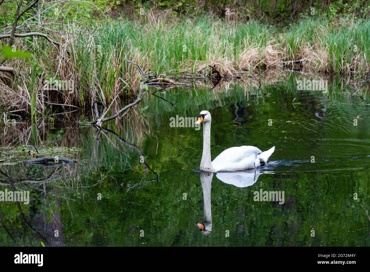 schwan reflektiert sich im Wasser Stockfoto