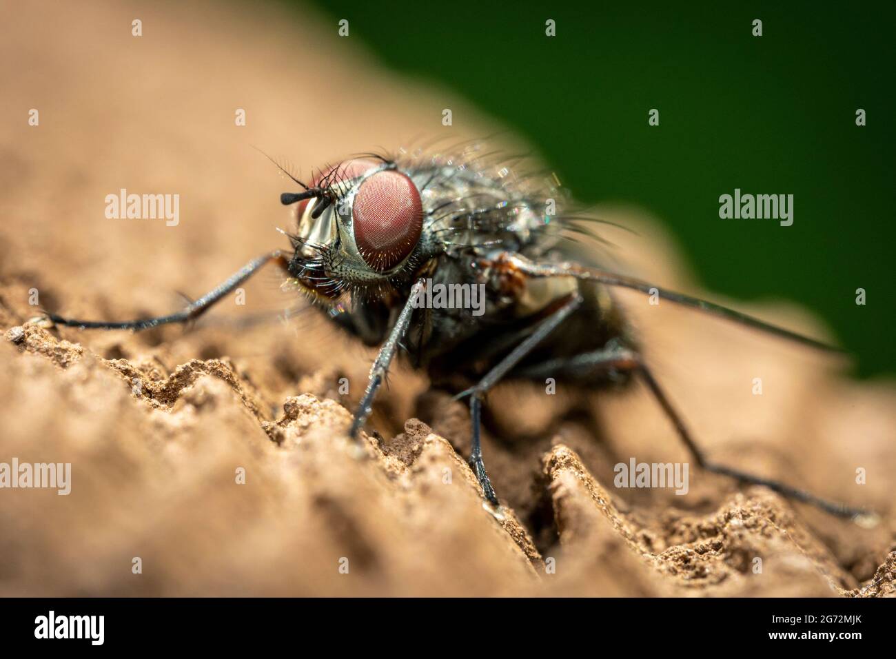 Eine Nahaufnahme einer Fliege mit großen roten Augen und einem haarigen schwarzen Körper. Stockfoto