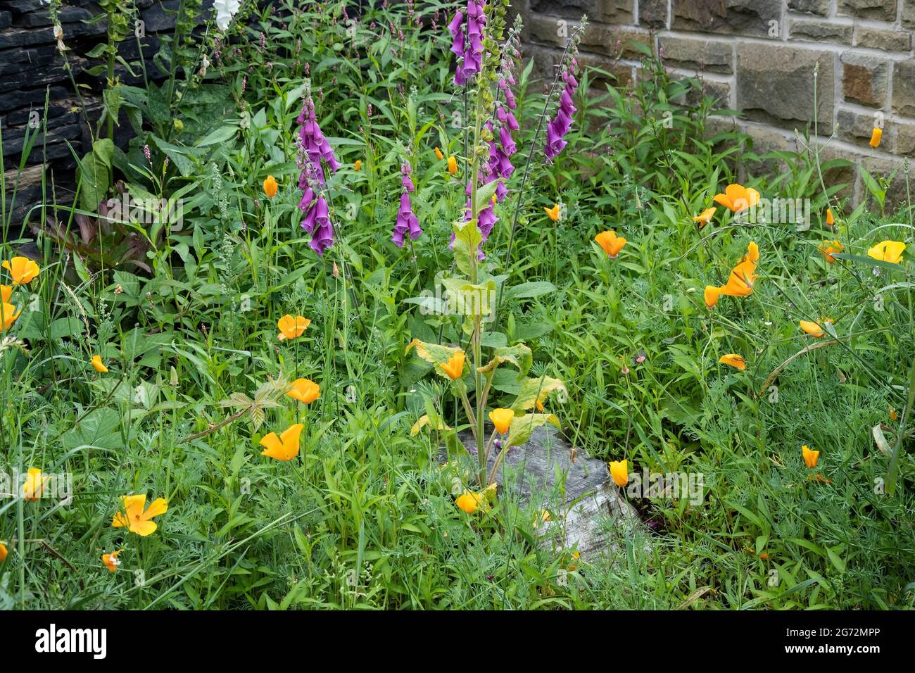Ein Hausgarten mit einem Bereich, der für die Wiederwilderung und zur Förderung von Wildblumen, Bienen und Insekten, mit Füchshandschuhen, Mohnblumen und Wildblumenkernen, reserviert ist Stockfoto
