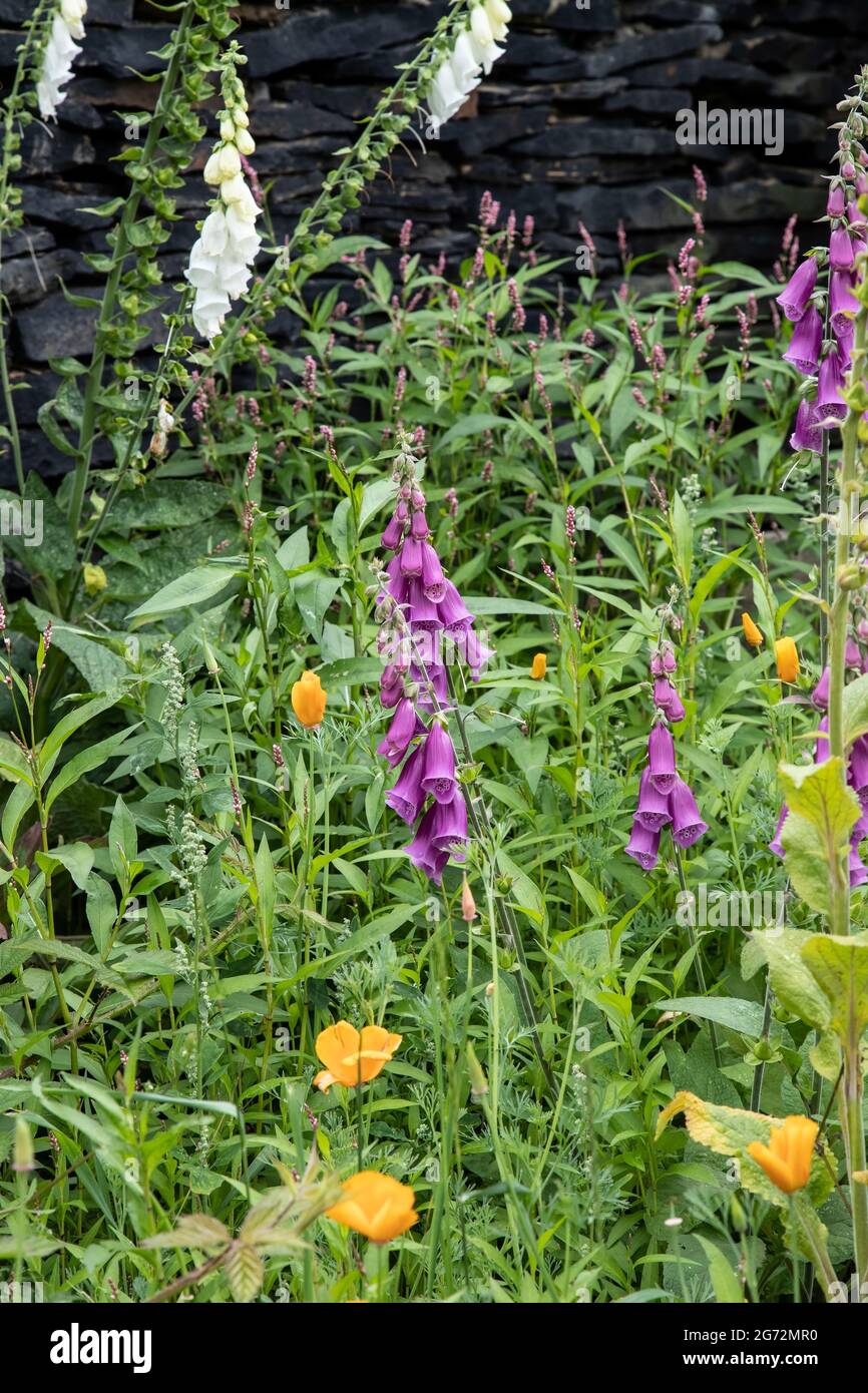 Ein Hausgarten mit einem Bereich, der für die Wiederwilderung und zur Förderung von Wildblumen, Bienen und Insekten, mit Füchshandschuhen, Mohnblumen und Wildblumenkernen, reserviert ist Stockfoto