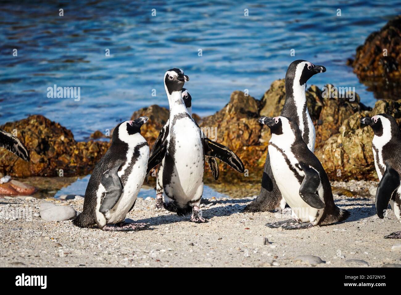 Afrikanische Pinguine (Spheniscus demersus) Gruppe am Strand von Betty's Bay, Südafrika Stockfoto