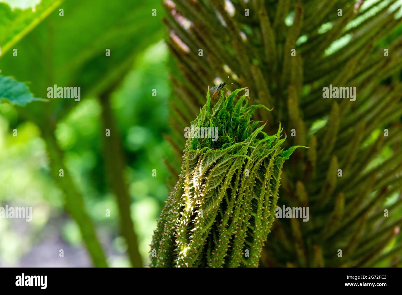 Große Pflanze mit Blättern, die wie ein Palmblatt aussehen Stockfoto