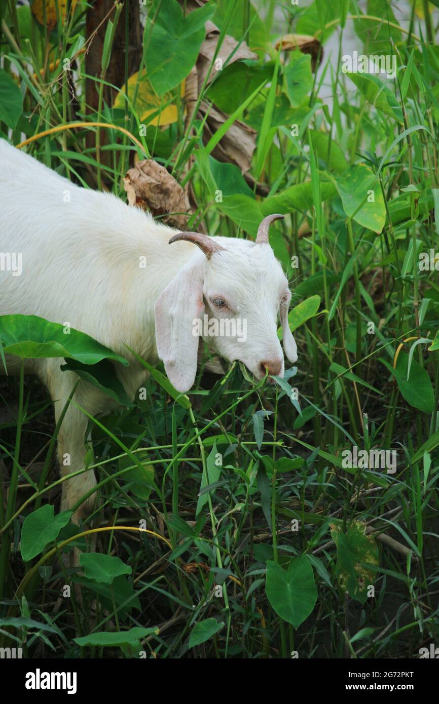 Eine weiße Ziege frisst Gras Stockfoto