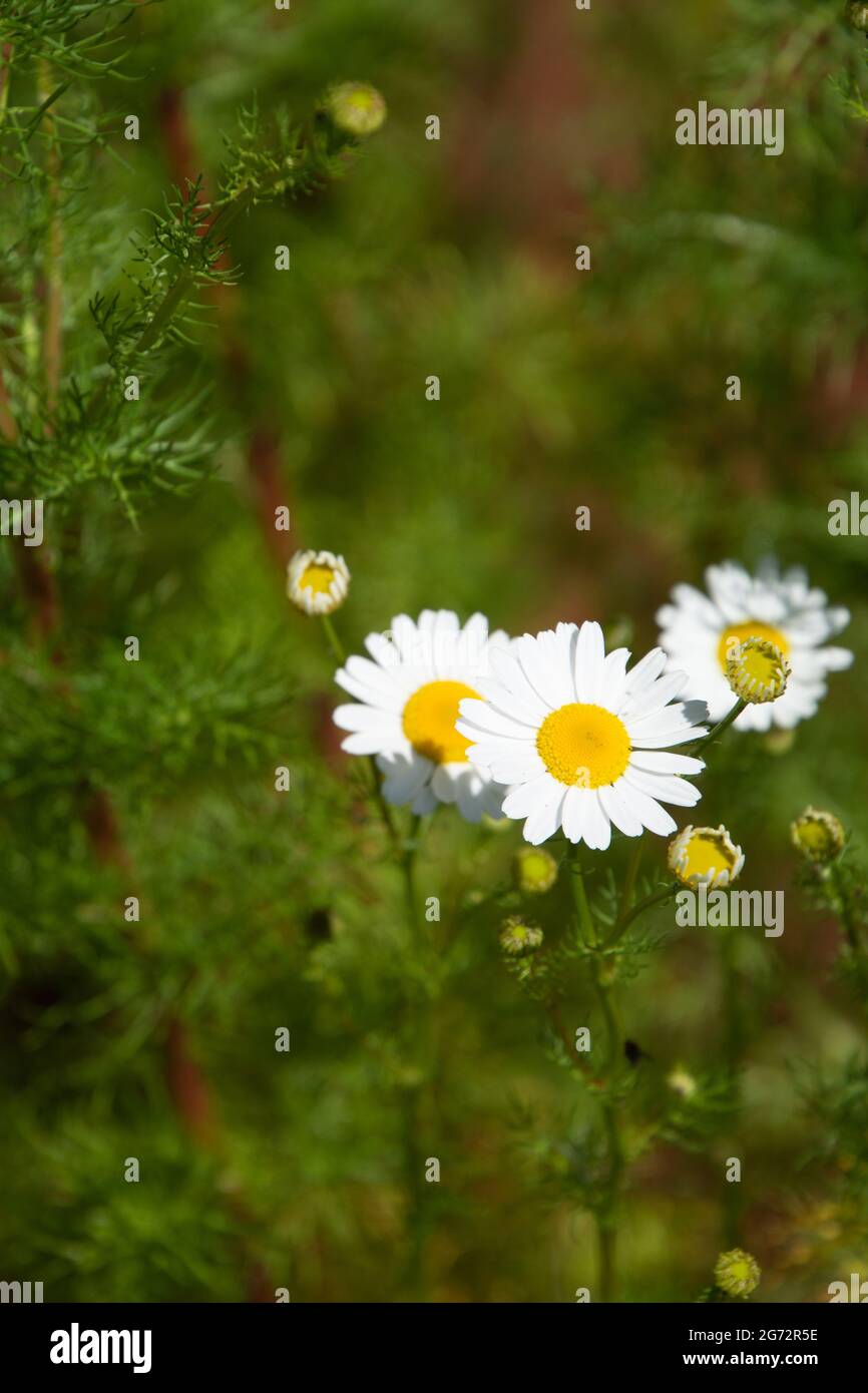 Kamillenblüten im Fokus vor verschwommenem grünen Hintergrund in der Sommersonne Stockfoto