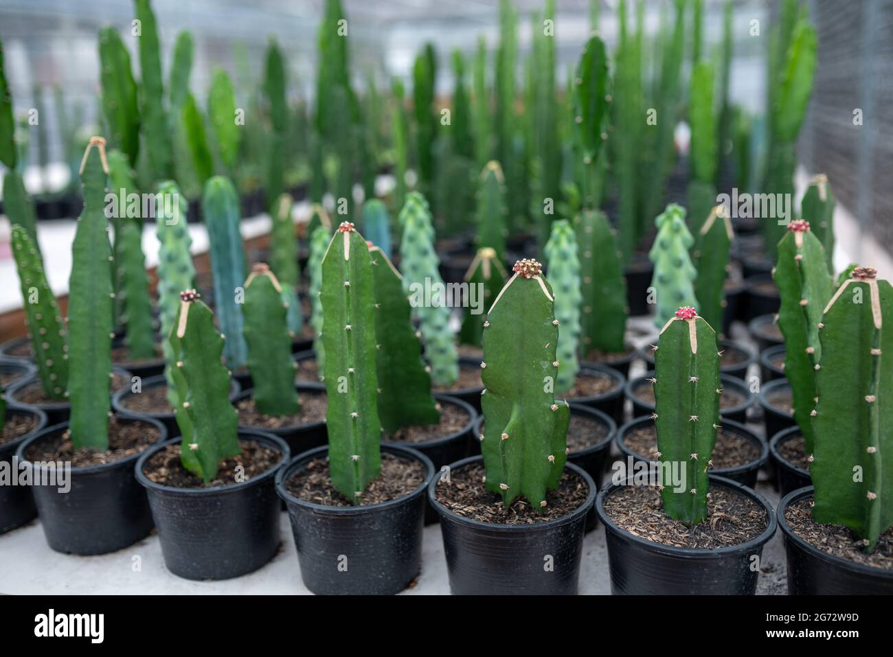 Grüne Kakteen im Gewächshaus Stockfoto