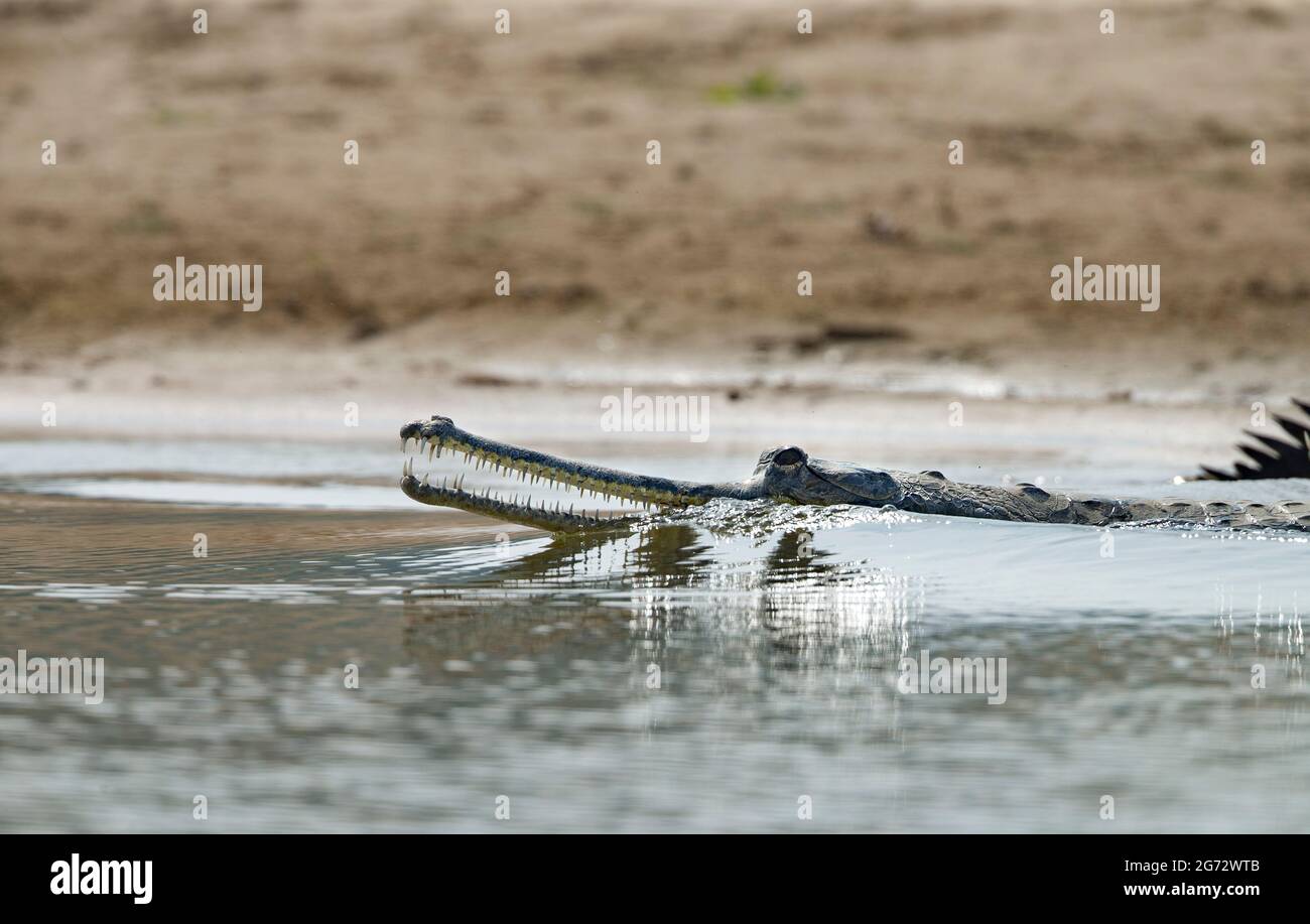 Gharial (Gavialis gangeticus), auch als fischfressendes Krokodil bekannt Stockfoto