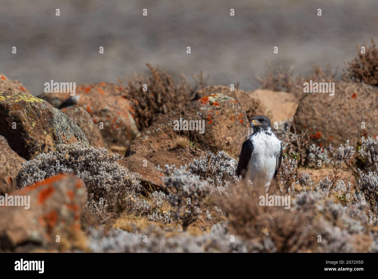 Augur Buzzard - Buteo augur, schöner großer afrikanischer Bussard aus Ostafrika, Bale-Berge, Äthiopien. Stockfoto