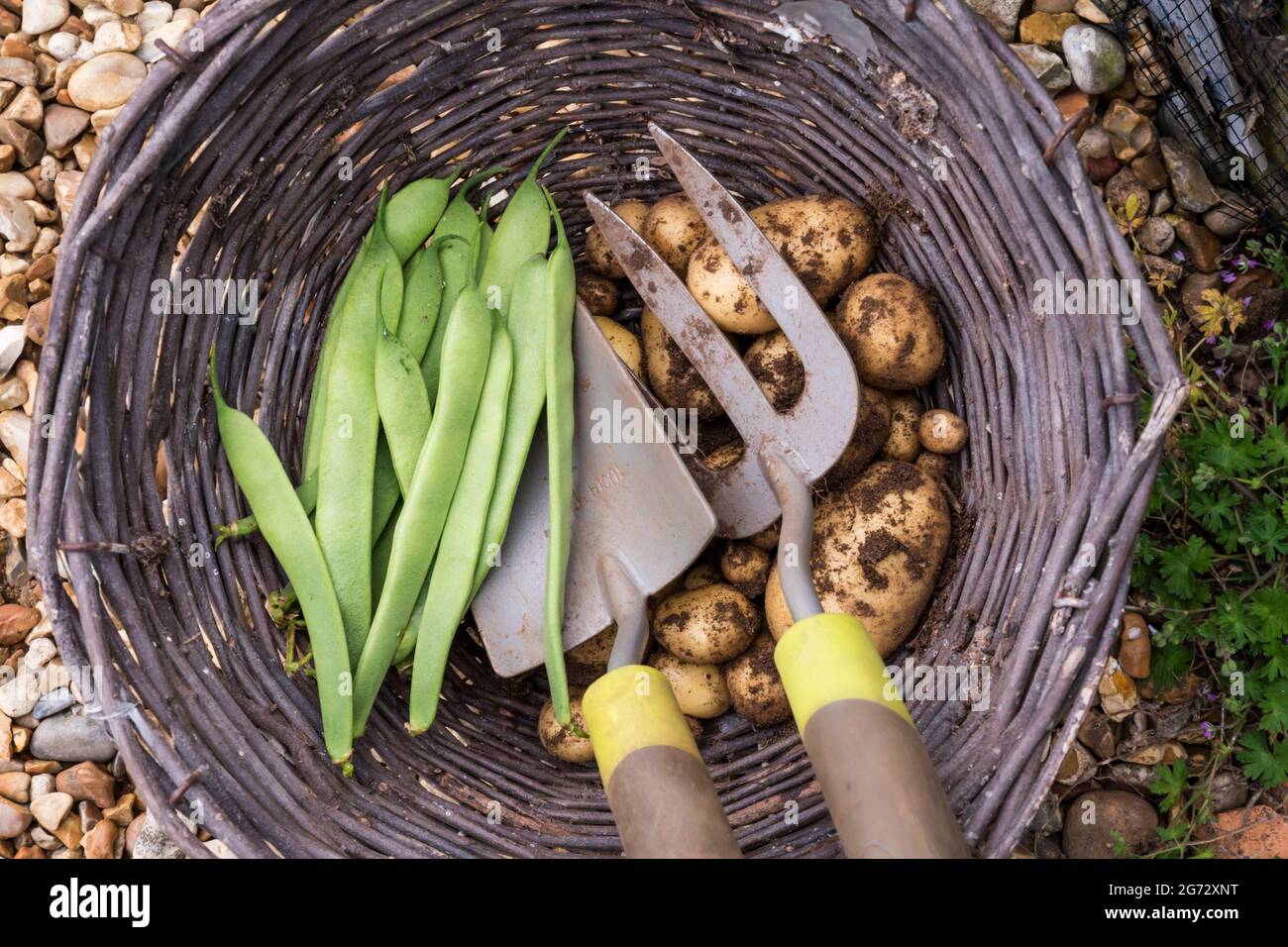 Ein Weidenkorb mit frischen Produkten aus dem Garten - hausgemachte Kartoffeln und französische Bohnen Stockfoto