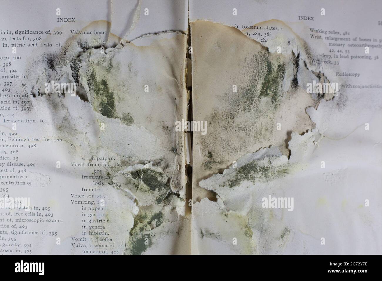 Schimmel, der aussieht wie ein Rorschach Tintenklemmtest in einem alten Buch. Stockfoto