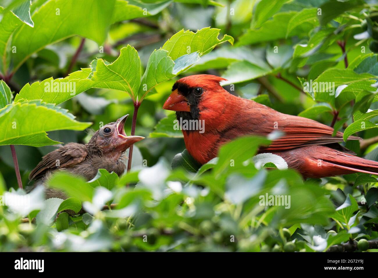Nördlicher Kardinal (Cardinalis cardinalis), Erwachsener, männlich und Jungling Stockfoto