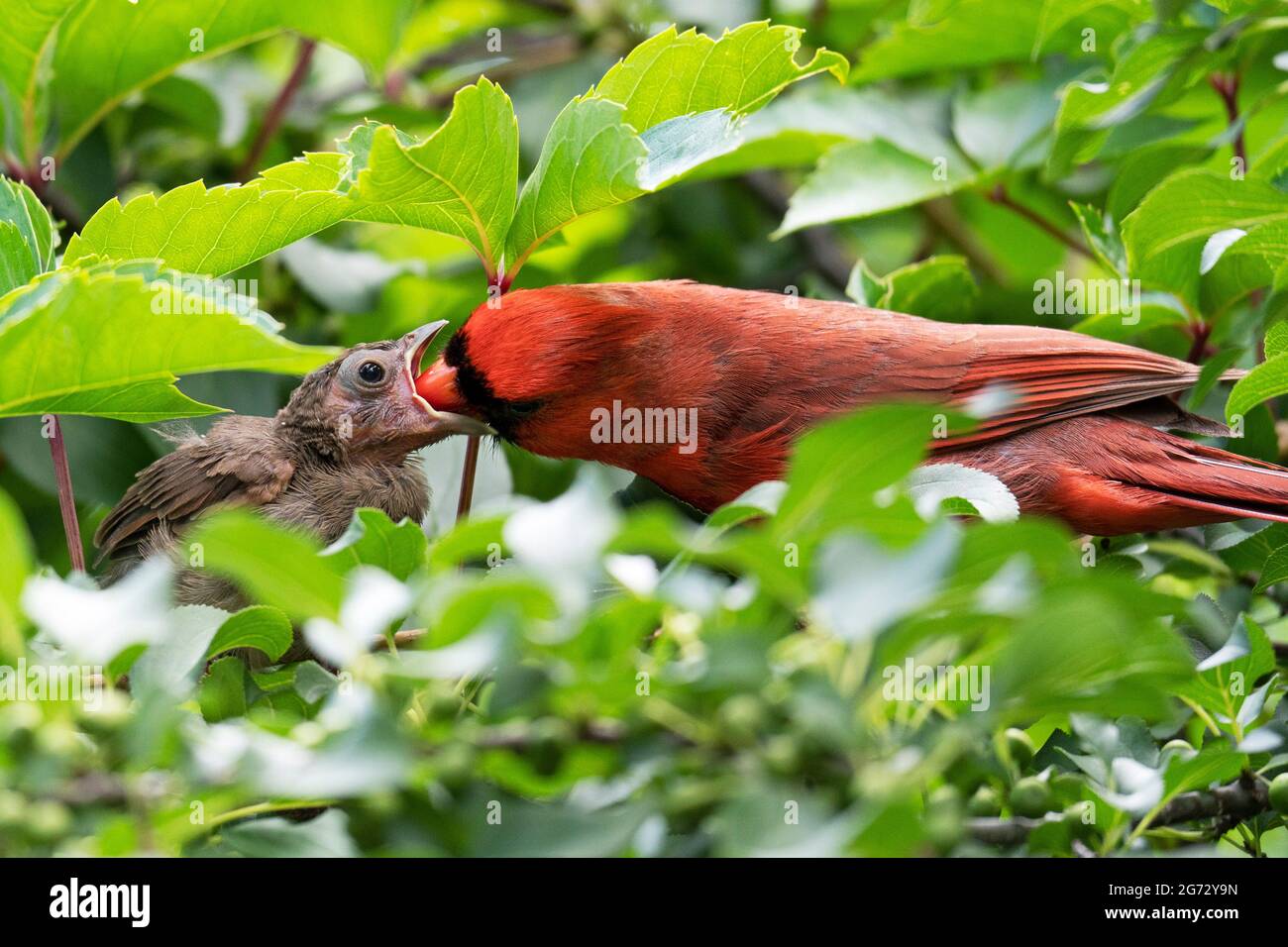Nördlicher Kardinal (Cardinalis cardinalis), Erwachsener, männlich und Jungling Stockfoto